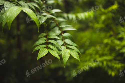 Preview: Plants or trees with green leaves growing on the ground and green nature background blurred with the