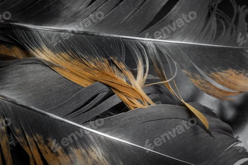 Preview: macro photo of brown hen feathers. background or textura