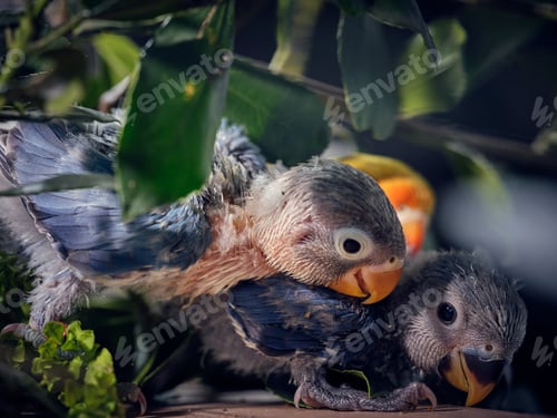 Preview: Adorable lovebirds in nest on tree among green lush leaves