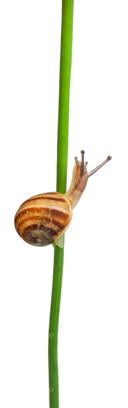 Preview: White Garden Snail or Mediterranean snail, Theba pisana, in front of white background