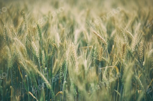 Preview: Young green spikelets of wheat
