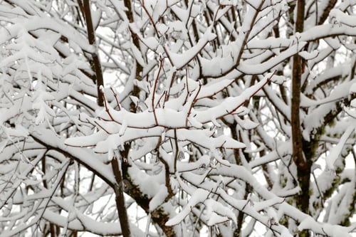Preview: Winter seasonal snow covered tree branches