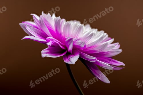 Preview: Pink Chrysanthemum on brown Background