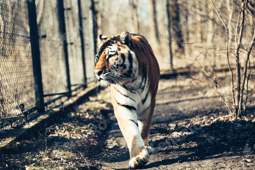 Preview: Portrait of big tiger walking in forest