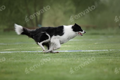Preview: Dog frisbee. Dog catching flying disk in jump, pet playing outdoors in a park. Sporting event, achie