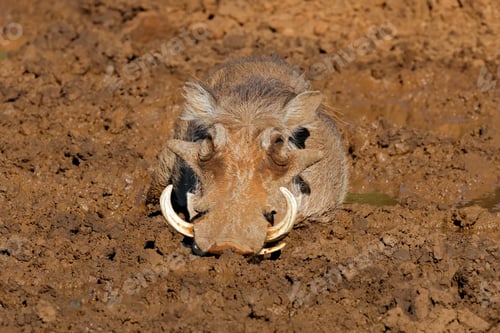 Preview: Warthog in a muddy waterhole