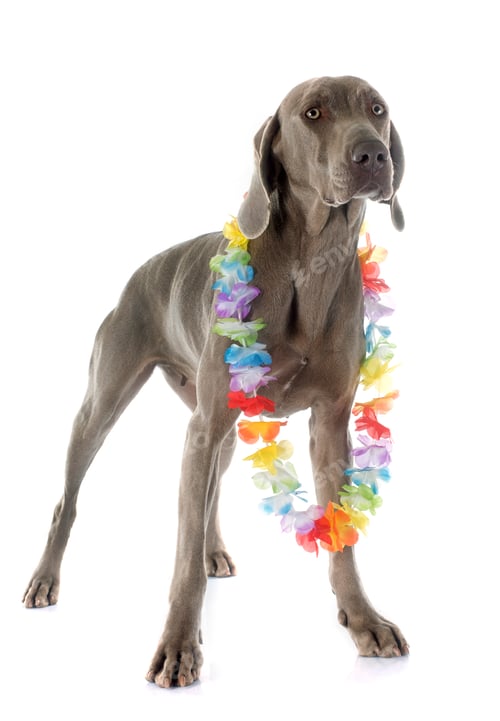 Preview: Weimaraner