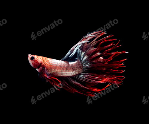 Preview: Betta fish, siamese fighting fish, betta splendens isolated on black background