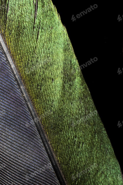 Preview: black and green bird feather on black background