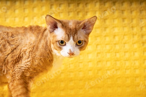 Preview: Young Red Ginger Devon Rex Cat. Short-haired Cat Of English Breed On Yellow Plaid Background