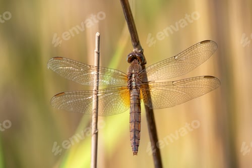 Preview: Female scarlet rragonfly or Crocothemis erythraea. Red colored species