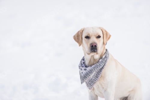 Preview: Labrador dog portrait