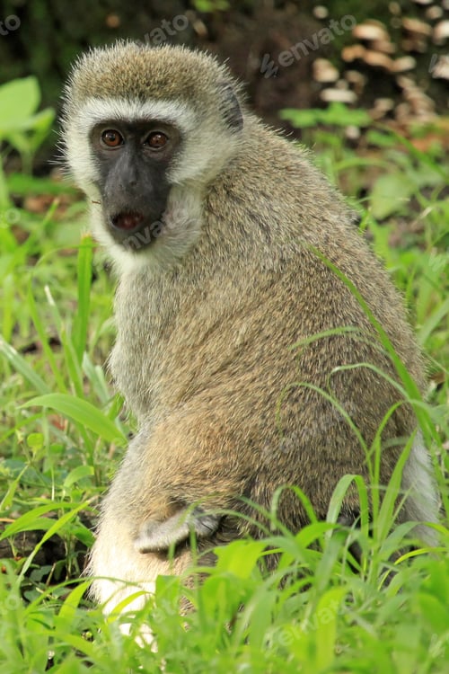 Preview: Vervet Monkey - Kenya