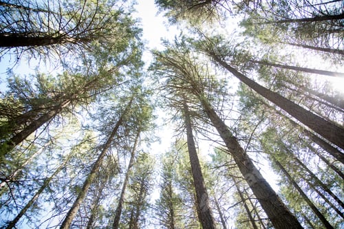 Preview: several tall trees are next to each other in the woods