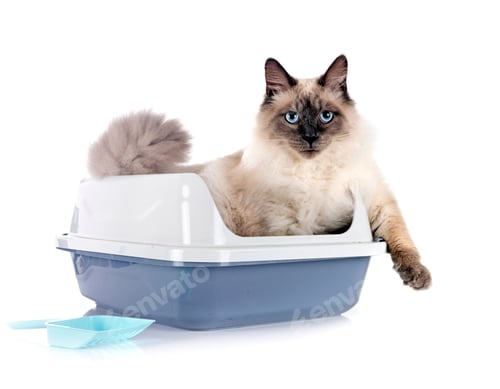 Preview: litter box in studio