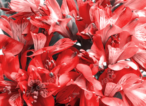 Preview: Pink alstroemeria flowers bouquet closeup floral background, lily of incas