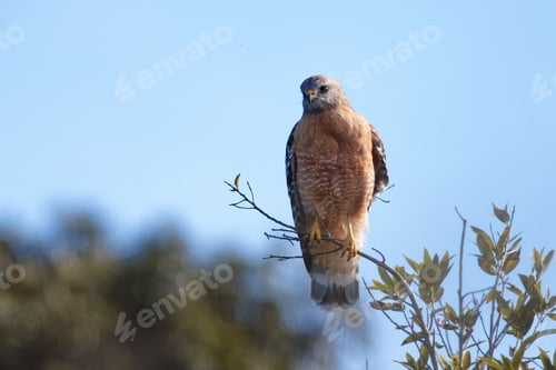 Preview: Beautiful red-shouldered hawk perched on a tree branch, overlooking a picturesque forest backdrop.