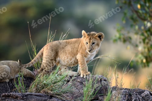 Preview: Lion cub, National park of Kenya, Africa
