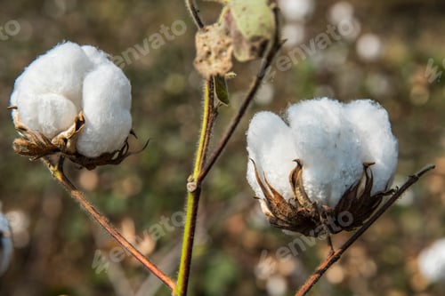 Preview: Cotton field white with ripe cotton ready for harvesting, India