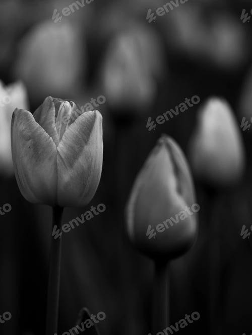 Preview: Tulips