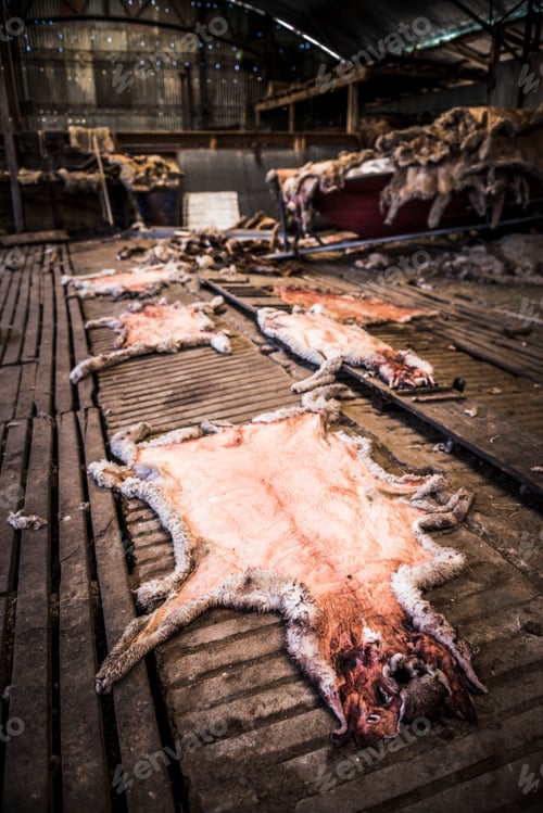 Preview: Inside the sheep shearing shed at Estancia La Oriental, Perito Moreno National Park, Santa Cruz Prov