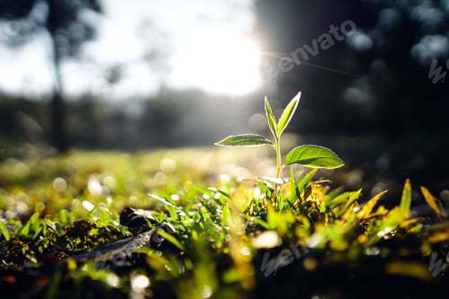 Preview: Newly growing tree on summer green grass
