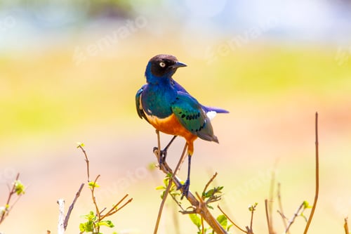 Preview: Colorful superb starling bird in Tanzania