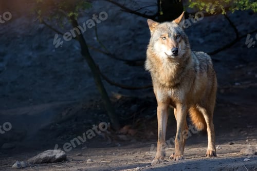 Preview: Wolf in the forest