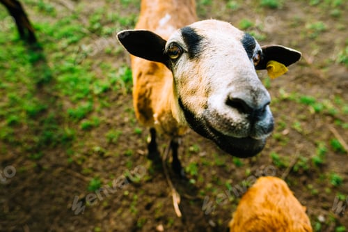 Preview: Portrait of a goat on a farm. Close up face, Livestock in the pasture