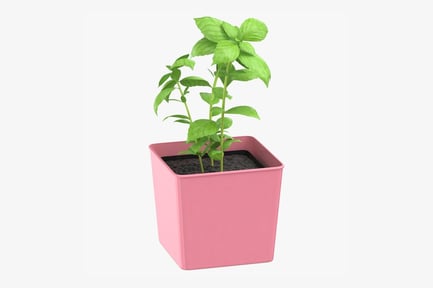 Preview: Potted Basil Herb Plant