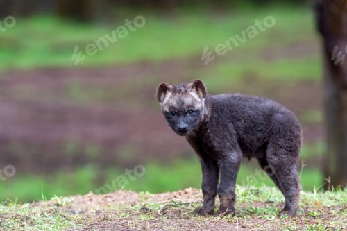 Preview: Closeup shot of a young hyena standing in the forest with a blurry background