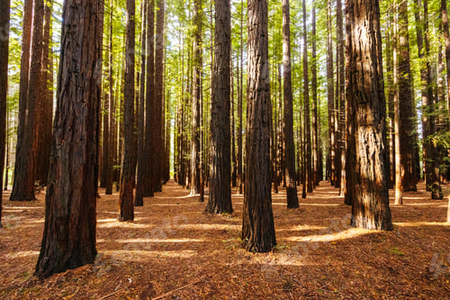 Preview: Cement Creek Redwood Forest in Australia