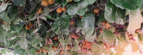 Preview: Fresh kiwi on the tree in the garden, close-up