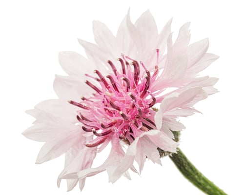 Preview: White-pink flower of cornflower, lat. Centaurea, isolated on white background