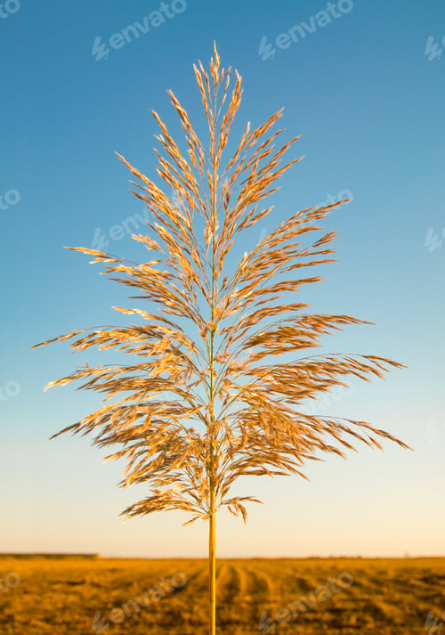 Preview: Reed against the sky