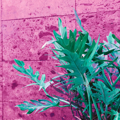 Preview: Plant on pink. Pink wall. Minimal street art