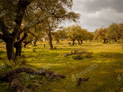 Preview: Scenic view of Andalusian pasture at sunset in Huelva, Andalusia, Spain