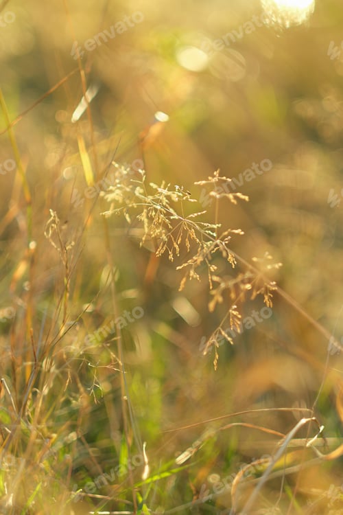 Preview: golden grass under the autumn sun, fall season background. yellow grass, wildflowers in meadow