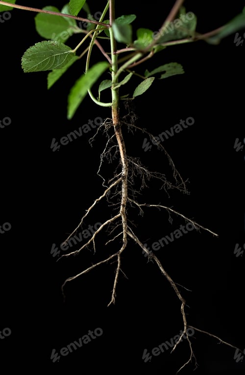Preview: Plant root on black background