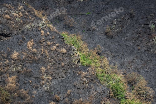 Preview: The green of life is quickly reappearing after the devastation of the forest fires 4