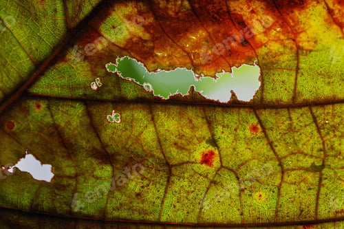 Preview: Pest bite mark on the leaf