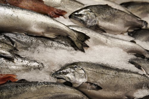 Preview: Closeup shot of salmon fish covered with ice in a store