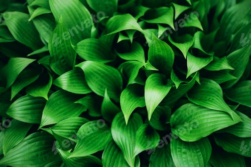 Preview: Green leaves texture. Tropical leaf background. Banner. Top view