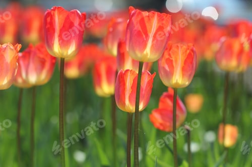 Preview: Tulips Flowers Grow In A Flower Bed On A Sunny Day