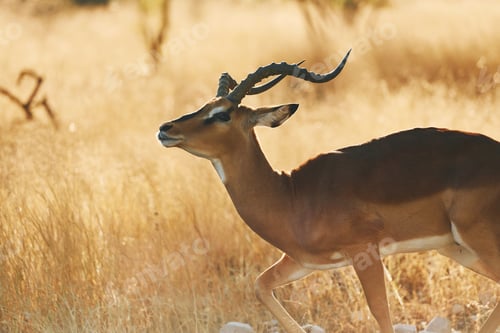 Preview: Side view. Anthelope is in the wildlife outdoors in Africa