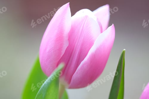 Preview: Pink tulip close-up moving in the wind, selective focus. Nature blurred the background.