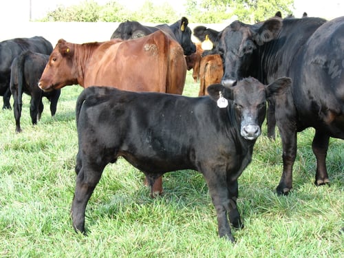 Preview: Of cows grazing in a vast green field during the daytime