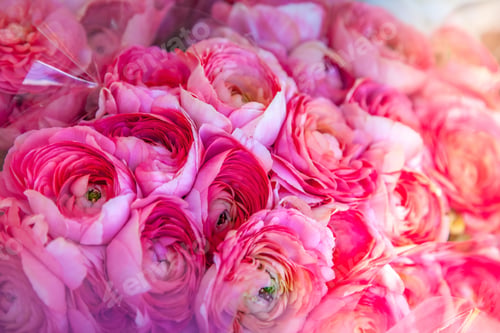 Preview: close up view of beautiful pink ranunculus flowers backdrop