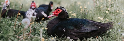 Preview: family musk or indo ducks on farm nature. breeding of poultry in small scale rural domestic farming