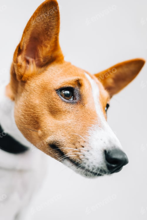Preview: Portrait of red white basenji dog isolated on white background .